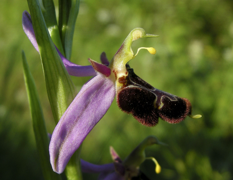 Orchidee del Chianti 2009